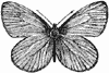 Бабочка - лейбл шелкового одеяла