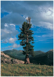 Сосна Zirbe (Stone Pine)